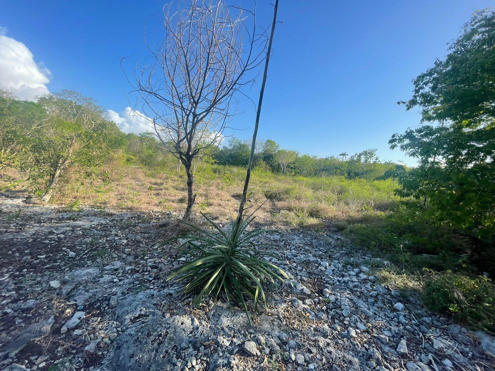 Terreno comercial de 15 mil mts2 con frente a carretera