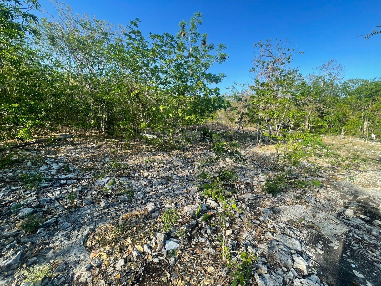 Terreno comercial de 15 mil mts2 con frente a carretera
