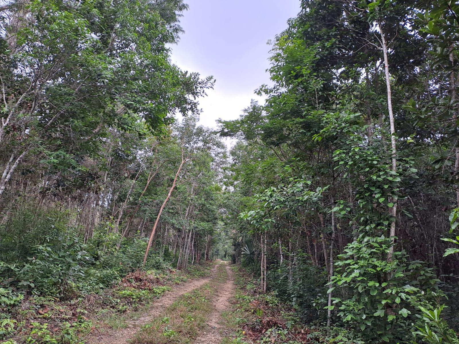 REMATO terreno de 2000 mts2 en Puerto Morelos