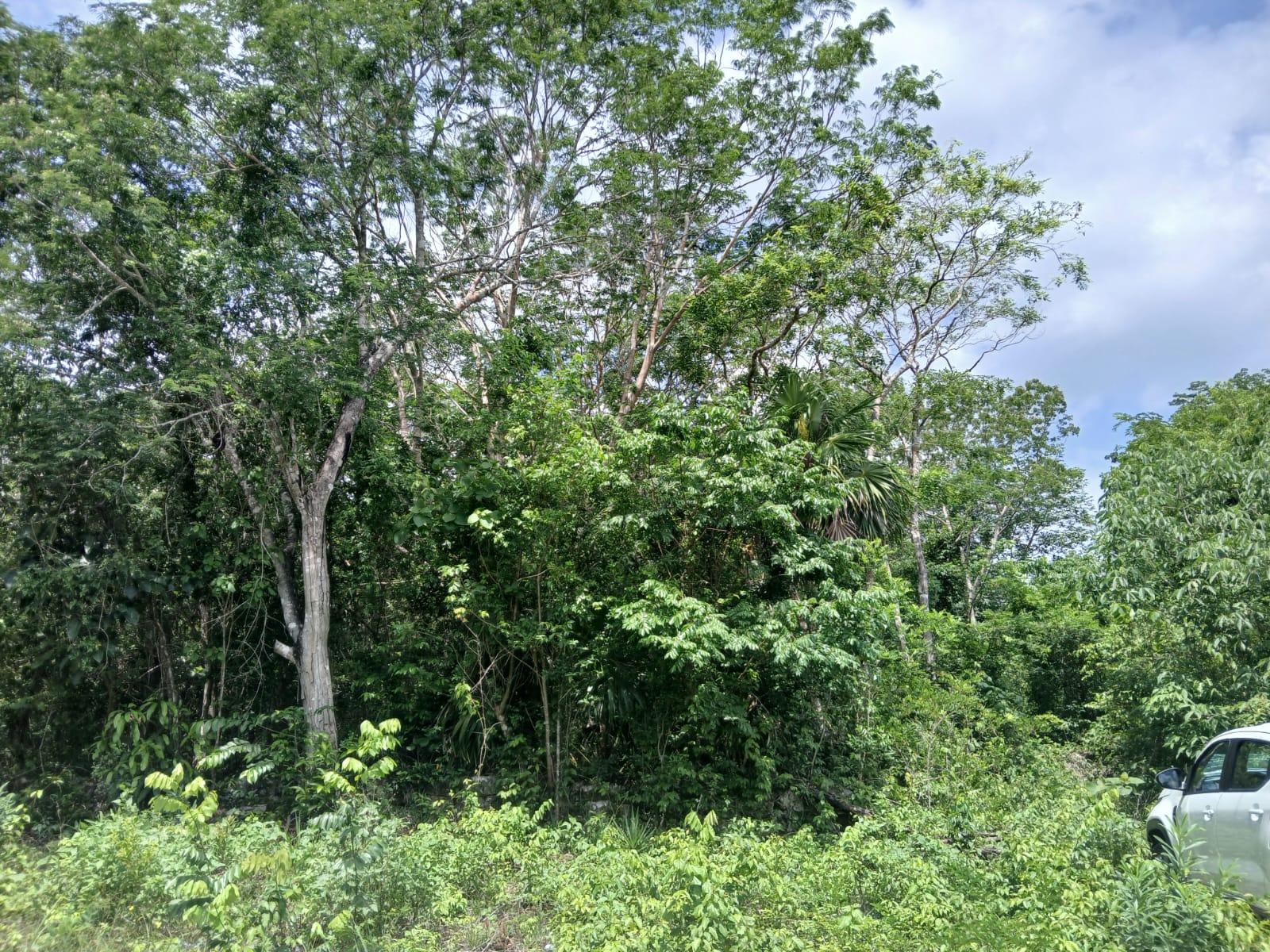 REMATO 12.5 HÉCTAREAS KM 13 HACIA FRANCISCO MAY CANCÚN